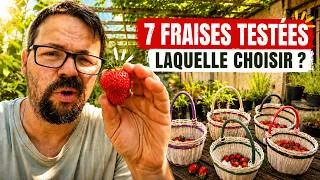 Miniature : Fraises : 7 variétés testées (Gariguette, LIDL, Mara...)