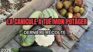 Miniature : 38🪴 Rien ne pousse, la canicule a détruit le potager #potager #canicule #jardiner #jardinage 
