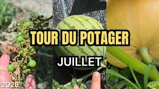 Miniature : 36🪴 Tour du potager en juillet #potager #garden #gardening #potagerjuillet