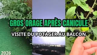 Miniature : 35🪴 Orage après canicule et tour du potager au balcon que j'ai aménagé