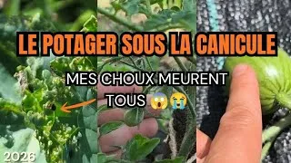 Miniature : 34🪴 Le potager avec cette vague de chaleur 🥵 #potager #jardin #canicule 