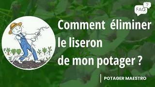 Miniature : Liseron envahissant ? Voici comment reprendre le contrôle