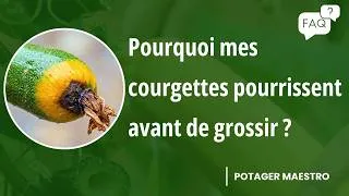 Miniature : COURGETTES QUI POURRISSENT : les vraies causes et les solutions ! | FAQ