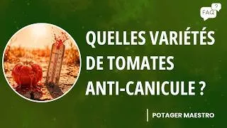 Miniature : Ces tomates résistent à la canicule (et ce n'est pas ce que vous croyez)