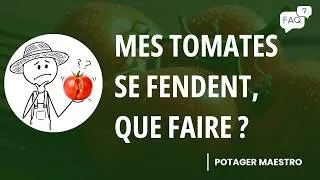 Miniature : Le problème caché derrière les tomates éclatées au potager