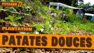 Miniature : 🥔 Début JUILLET au Potager : je plante mes Patates Douces MAINTENANT 🌱 (+ entretien de la semaine)