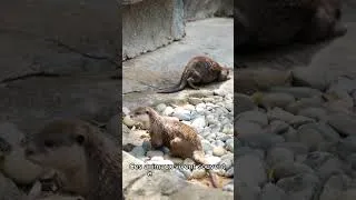 Miniature : La Loutre