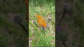 Miniature : Le Papillon