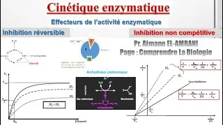 Miniature : Séance 12 : Effecteurs de l’activité enzymatique : Inhibition non compétitive