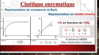 Miniature : Séance 9 : Représentation de Lineweaver et Burk (représentation en double inverse).
