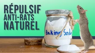 Miniature : Comment se débarrasser des rats avec du Bicarbonate de soude ?
