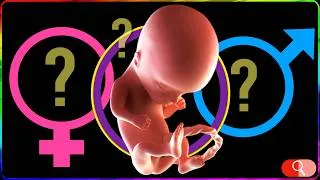 Miniature : Futur bébé: FILLE, GARÇON …? Quand, comment savoir ?