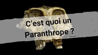 Miniature : C'est quoi un Paranthrope ?