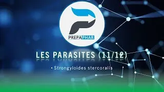 Miniature : Strongyloïdes stercoralis - Préparer le concours d'entrée en internat de pharmacie
