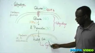 Miniature : biochimie cours glycolyse