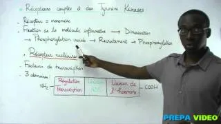 Miniature : biochimie cours récepteurs couplés à des tyrosines kinases