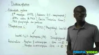 Miniature : biochimie cours protéines effectrices