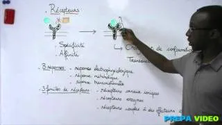 Miniature : biochimie cours récepteurs