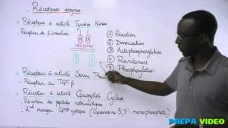 Miniature : biochimie cours récepteurs enzymes