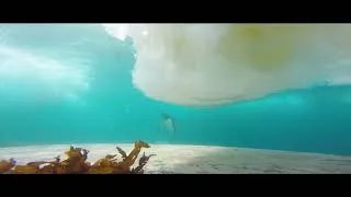 Miniature : FLORIAN LEDOUX : LA FAUNE ANTARCTIQUE