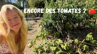 Miniature : 🍅 Fin Septembre au potager : les récoltes d’été continuent ! 🌱