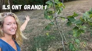 Miniature : 🌳 Nos arbres grandissent… et j’ai besoin de votre aide ! 🌱