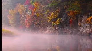 Miniature : MEDITATION : Hêtre, miroir de notre Être : une leçon de lâcher-prise, transformation et résilience