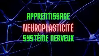 Miniature : Apprentissage, Neuroplasticité et système nerveux