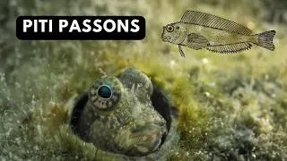 Miniature : Plongée au Petit Nid à Sausset-les-Pins : découverte du tombant incroyable