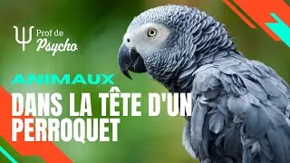 Miniature : ANIMAUX | Pourquoi les perroquets sont si intelligents?