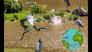 Miniature : 2 eme vidéo | Chapitre I du tronc commun scientifique  (Partie 1)| Écologie