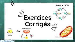 Miniature : Exercices  ATP & MUSCLE   Partie 7 🔥🔥 2bac SVT / 2 bac PC