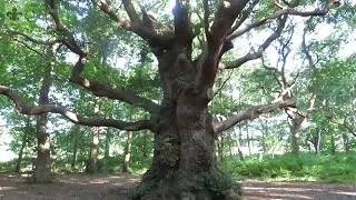 Miniature : L'Arbre divin (Mythologie celtique)
