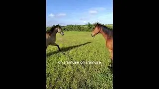 Miniature : Echauffement au pré partie 2/4
