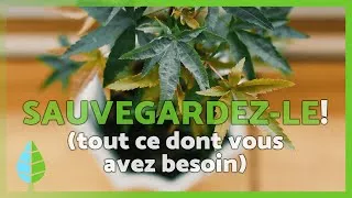 Miniature : La trousse de premiers secours pour plantes: 5 produits essentiels pour sauver toute plante malade🩺🪴