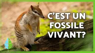 Miniature : NUMBAT 🐿️🐾 l'un des ANIMAUX MARSUPIAUX les plus curieux d'AUSTRALIE