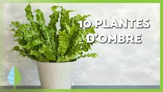 Miniature : 10 plantes d'ombre pour l'extérieur 🪴 | 10 plantes d'extérieur pour terrasse, jardin ou balcon