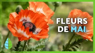 Miniature : 10 fleurs qui s'épanouissent en mai 🌷🌿 | Embellissez votre intérieur de couleurs ce printemps