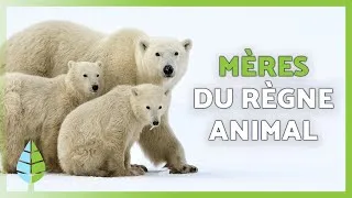 Miniature : Les 10 MEILLEURES MÈRES du RÈGNE ANIMAL 🐘🐙