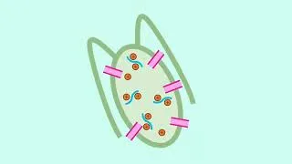 Miniature : Fabriquer un biosenseur de cuivre à partir de microalgues