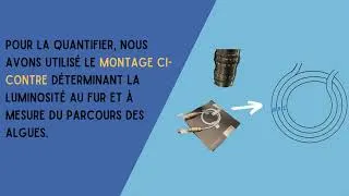 Miniature : Étude de contraintes mécaniques sur la bioluminescence des algues