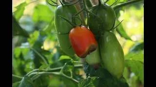 Miniature : Cul noir des tomates : comment lutter efficacement ?