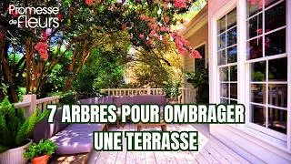 Miniature : 7 arbres pour ombrager une terrasse