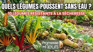 Miniature : Quel légume pousse sans eau ? 10 légumes résistants à la sécheresse