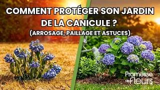 Miniature : Comment protéger son jardin de la canicule ? (Arrosage, paillage et astuces)