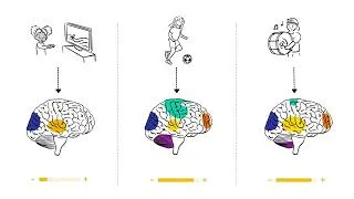 Miniature : Un cerveau en bonne santé - FR