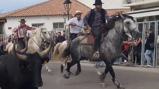 Miniature : Saintes maries de la mer 2025. Fête du cheval 28 septembre.