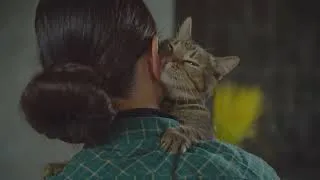 Miniature : Ton chat te suit partout ? À la cuisine, aux toilettes, même sous la douche ?