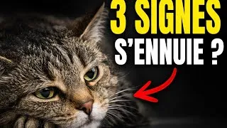Miniature : Ces 3 signes prouvent que ton chat s’ennuie (et souffre)