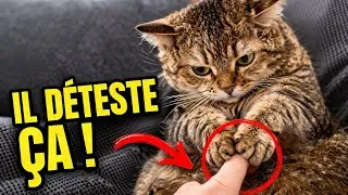 Miniature : Il DÉTESTE qu'on on touche ses pattes...voici comment l'y habituer